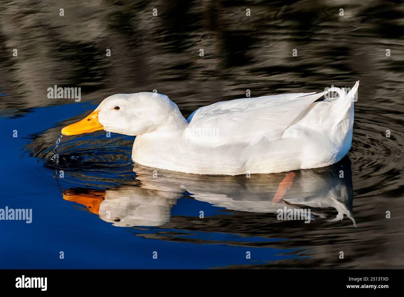 Weiße Ente auf blauem Wassersee Stockfoto