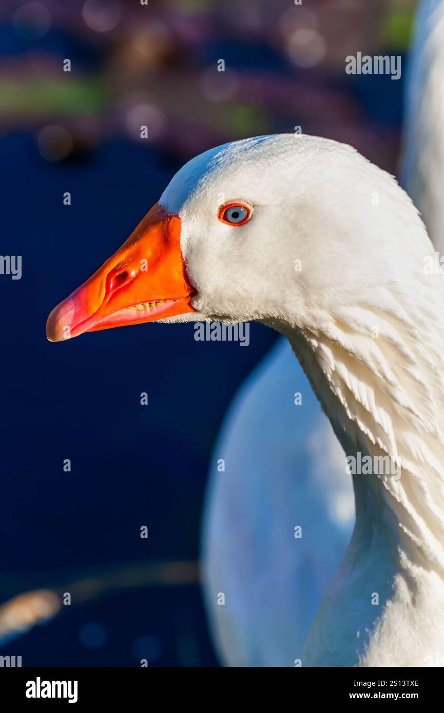 Nahaufnahme eines Entenkopfes auf einer Farm am See Stockfoto