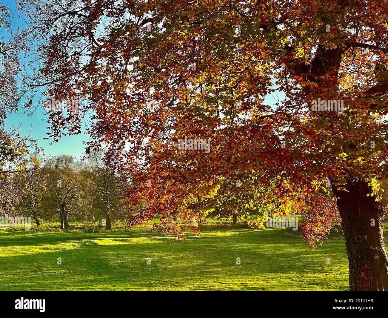 Ein Baum im Herbst Leaf, Womersley North Yorkshire, Großbritannien Stockfoto