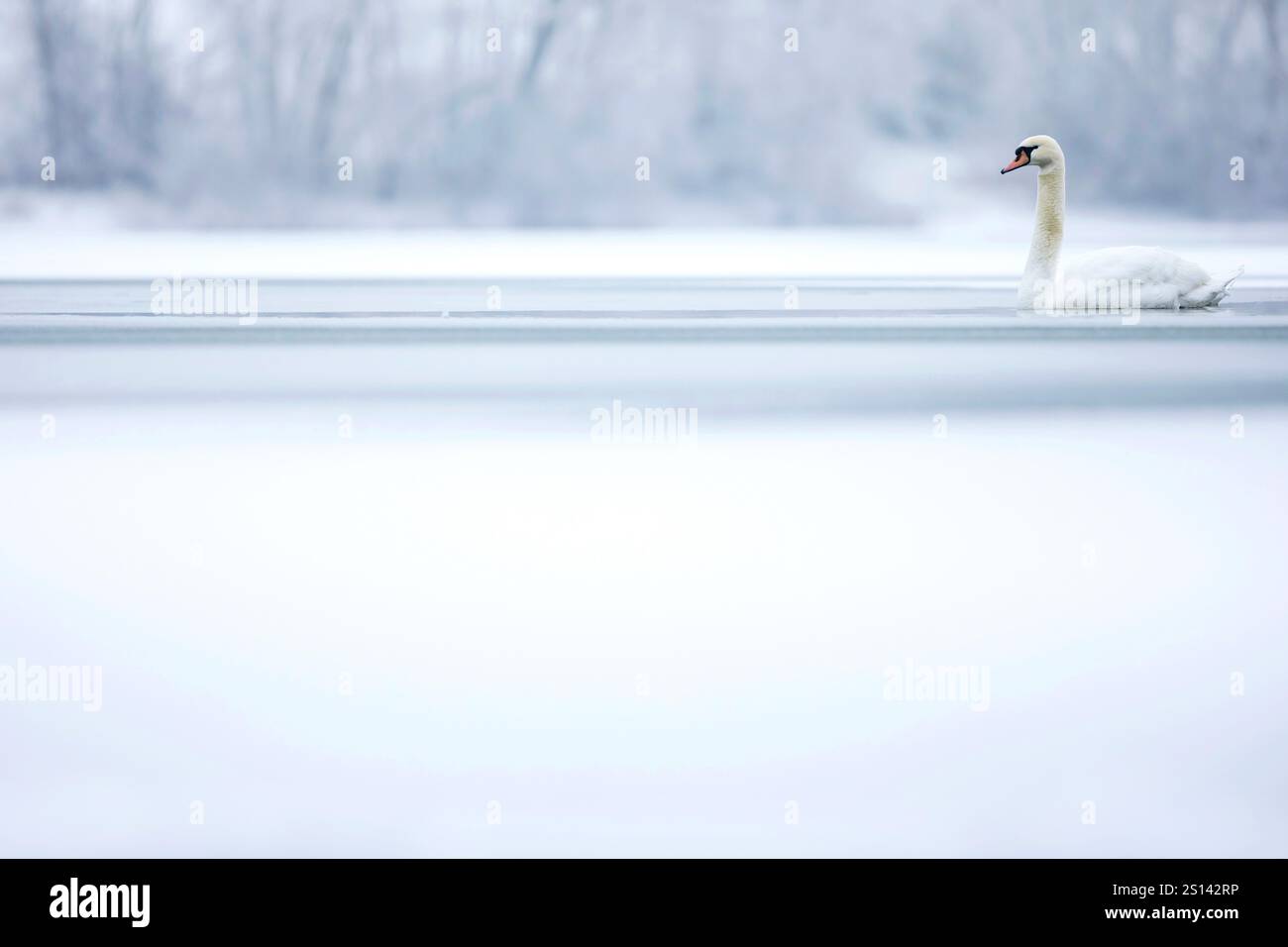 Stummer Schwan (Cygnus olor), schwimmt auf gefrorenem See in schneebedeckter Landschaft, Frankreich Stockfoto