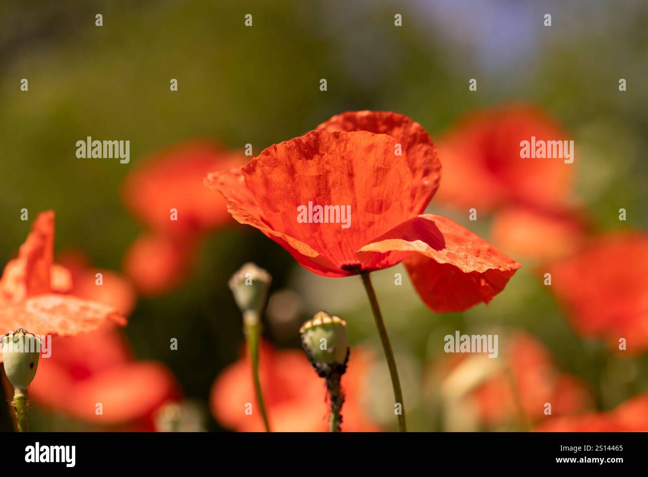 Blühender Mohn auf dem Feld, roter Mohn im Gras, Nahaufnahme Stockfoto