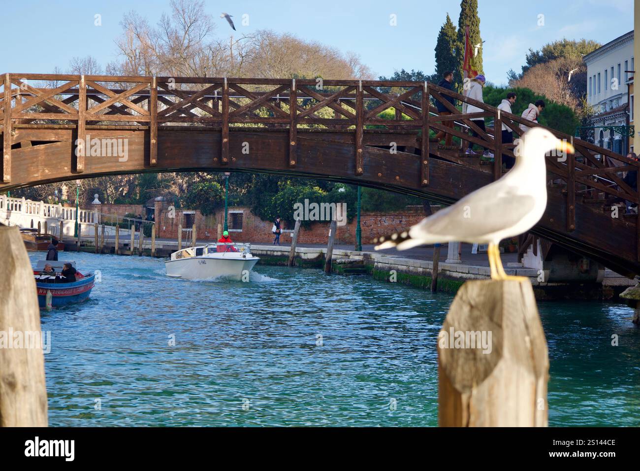 Venedig, Italien. Dezember 2024. Eine Möwe genießt die Sonne. Stockfoto