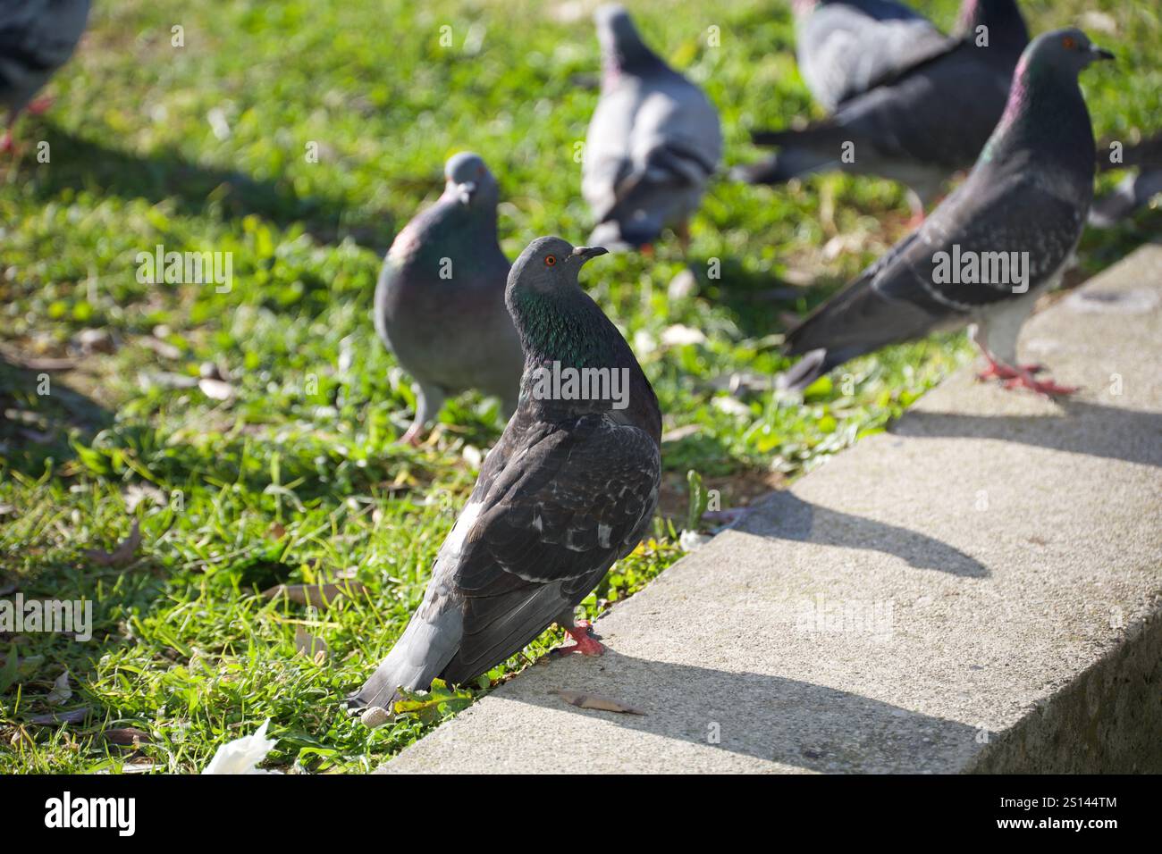 Venedig, Italien. Dezember 2024. Eine Taube steht seltsam. Stockfoto