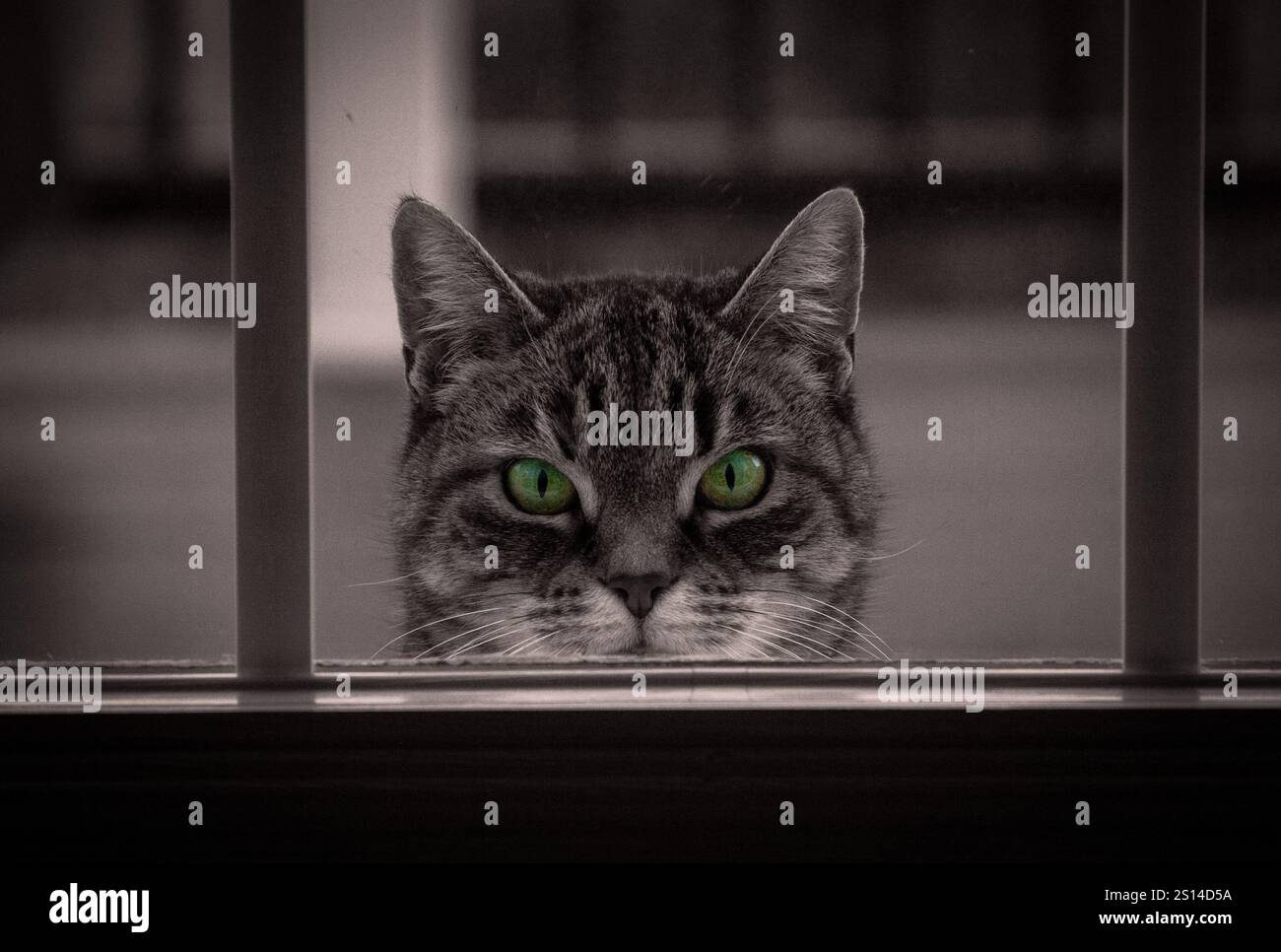 Katze, Die Durch Das Fenster Schaut, Mit Lebendigen, Dramatischen Grünen Augen Stockfoto