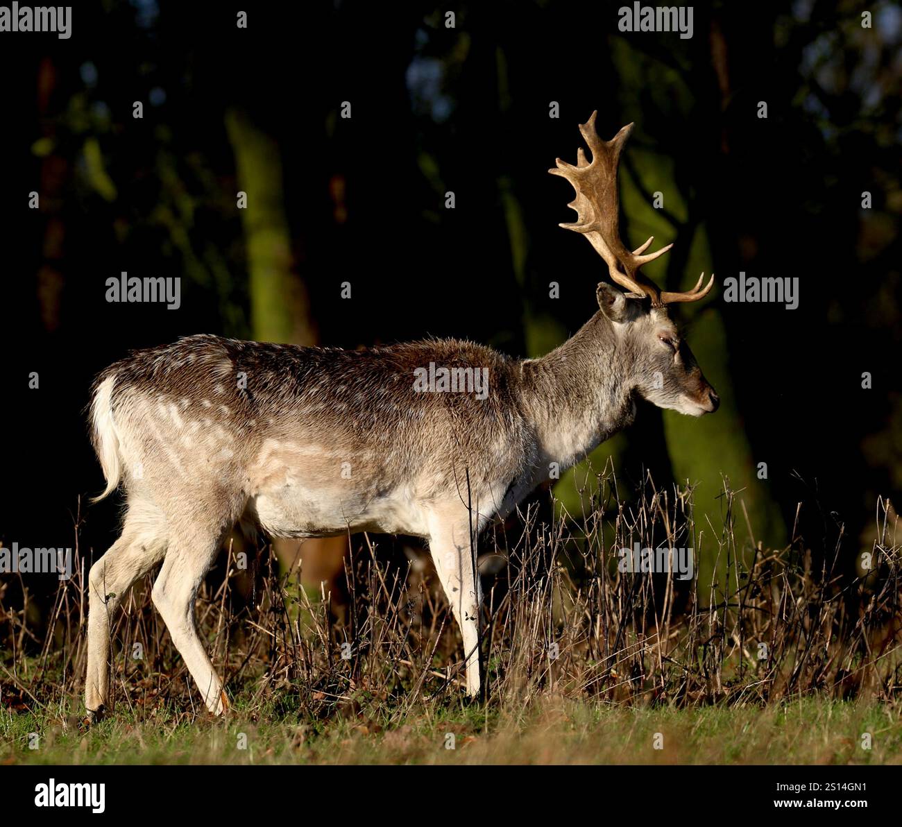 Hirsch Damhirsch (Dama Dama) Stockfoto