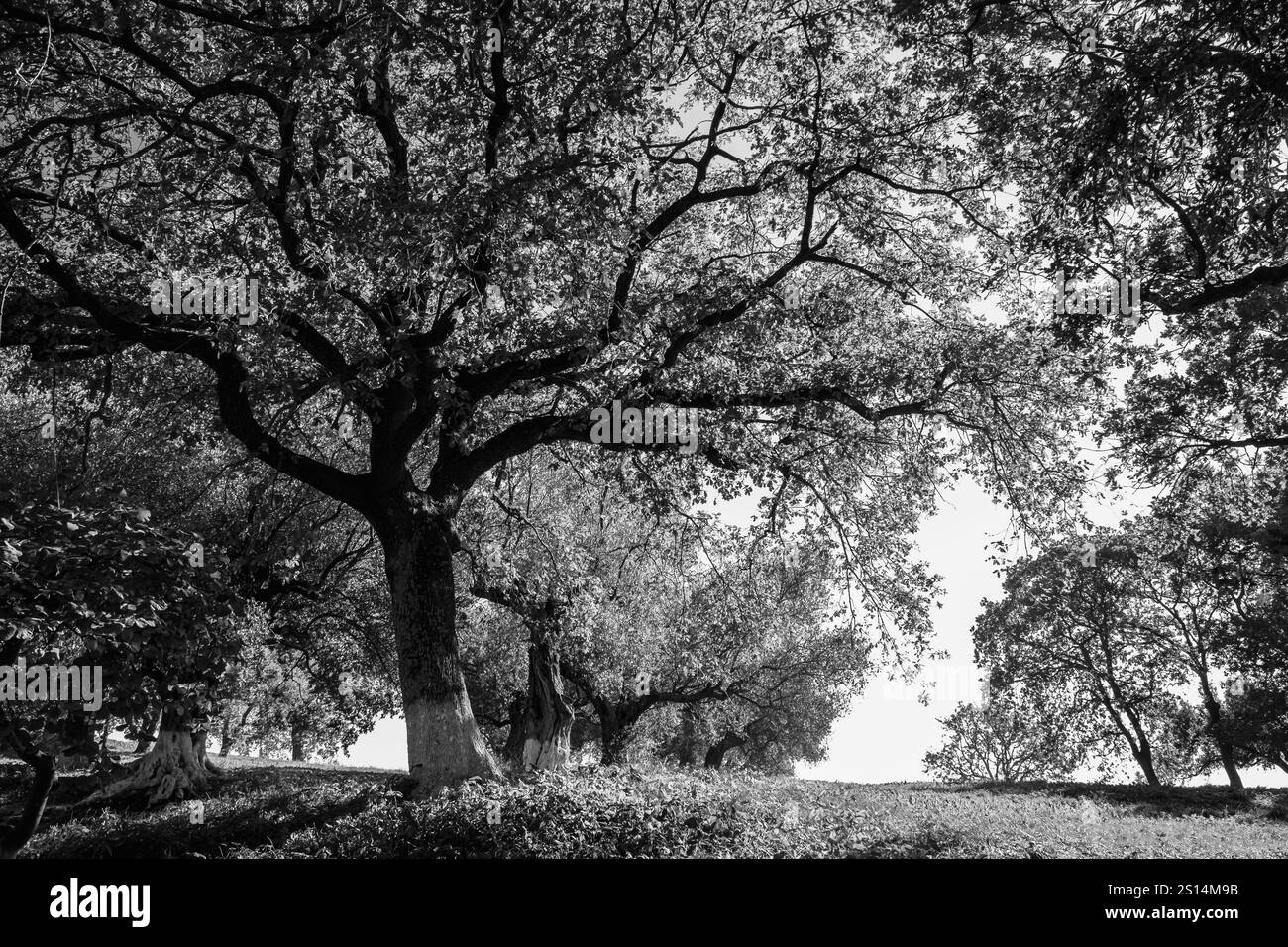 Großer Baum im Wald, geringer Winkel. Unteransicht eines großen Baumes mit Blättern in einem Garten. Blick auf den Hintergrund der Eiche im Herbst. Schöner Baum steht Stockfoto