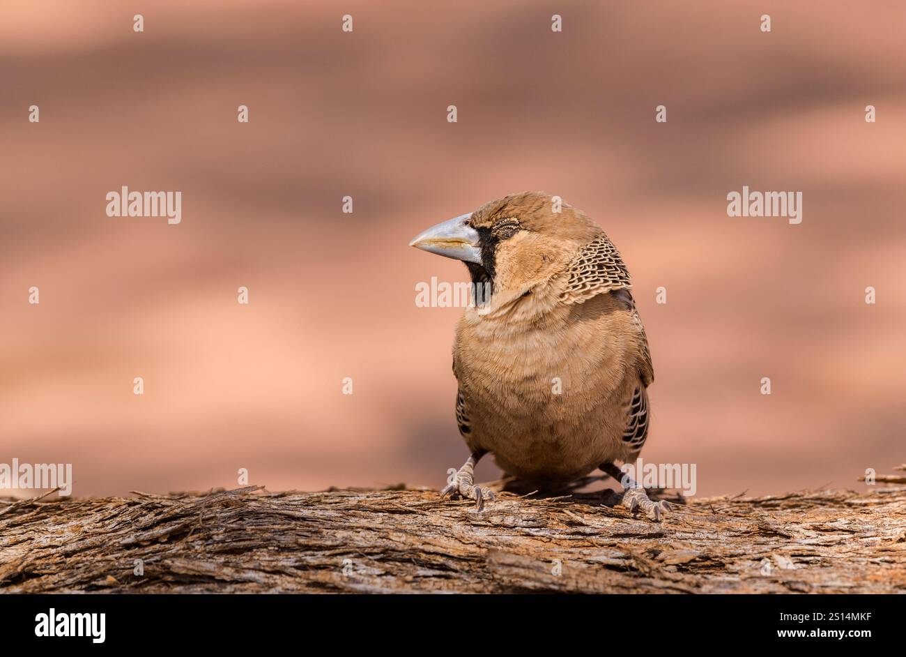 Geselliger Weaver - Vogel mit geschlossenen Augen auf Baumstamm vor verschwommenem Hintergrund Stockfoto