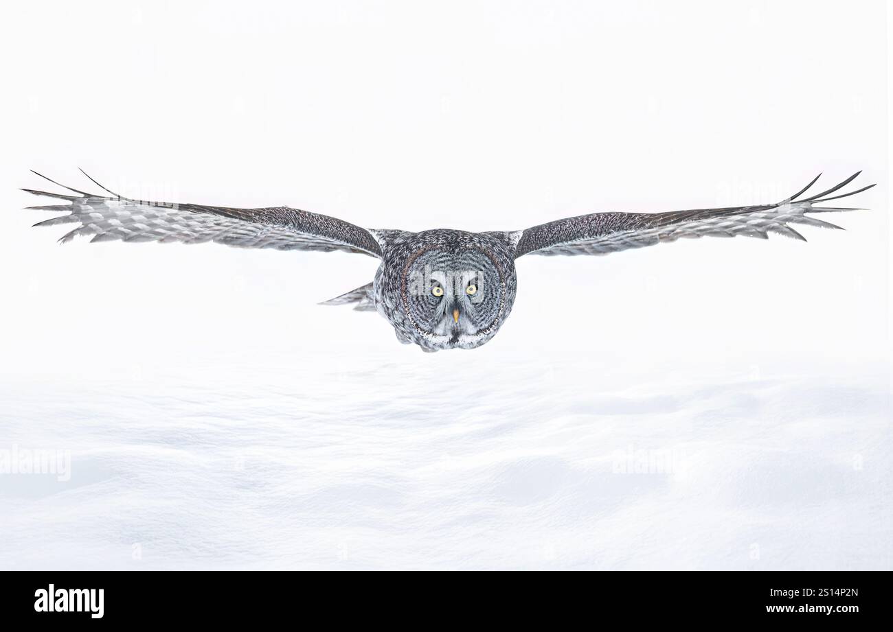 Große graue Eule mit Flügeln ausgebreitet auf weißem Hintergrund bei der Flugjagd über einem schneebedeckten Feld in Kanada Stockfoto