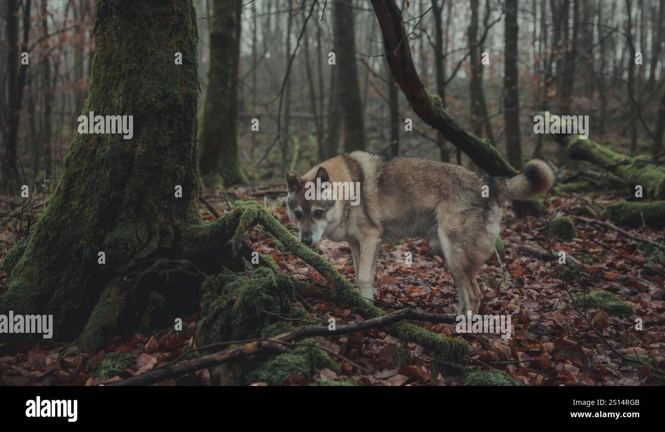 Tschechoslowakischer Wolfdog allein in einer gruseligen Waldlandschaft Stockfoto