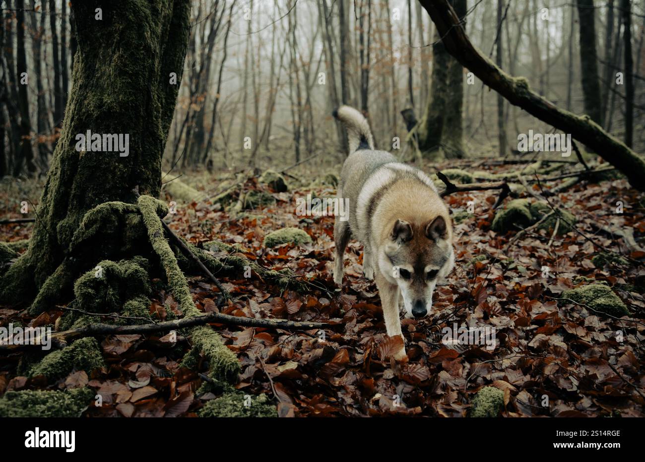 Tschechoslowakischer Wolfdog allein in einer gruseligen Waldlandschaft Stockfoto