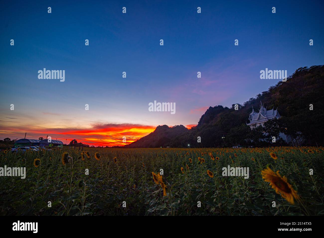 Aus der Vogelperspektive eine wunderschöne Aussicht auf eine lange, farbenfrohe Bergkette und ein Sonnenblumenfeld unter einem hellen Sonnenuntergangshimmel. Dieses Bild erfasst die natürliche Be Stockfoto