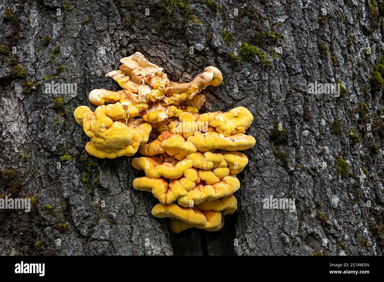 Der Laetiporus sulphureus, Sulphur Polypore ist eine Artengruppe von Pilzen (Pilze, die auf Bäumen wachsen). Huhn des Waldes Stockfoto