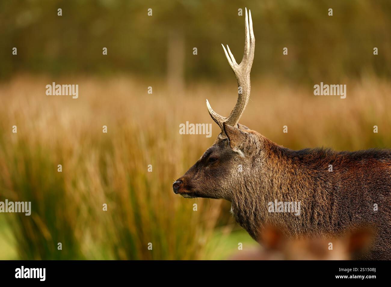 Sika-Hirschherde während der Furche Stockfoto