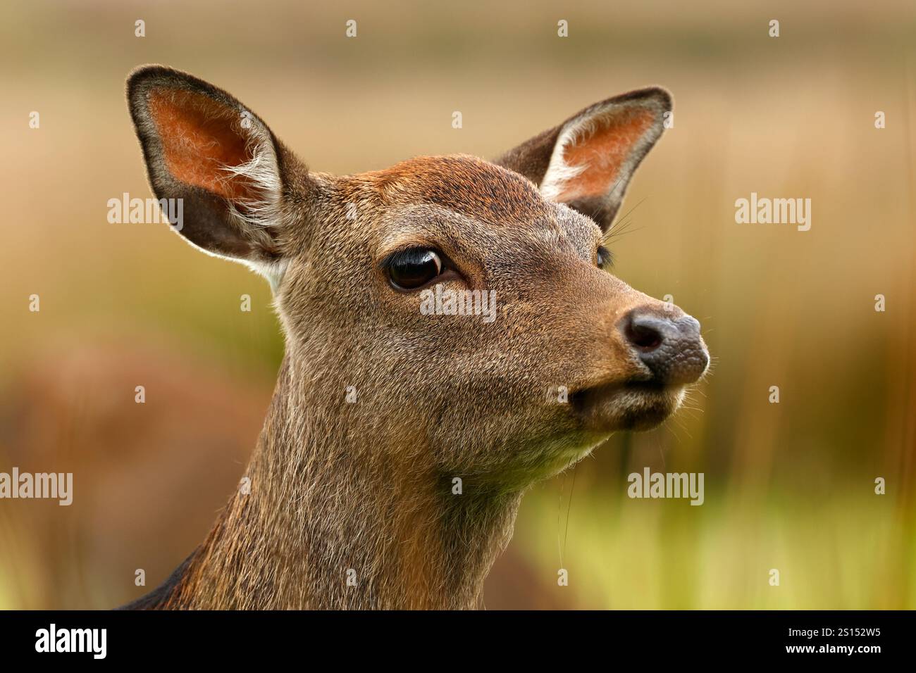 Sika-Hirschherde während der Furche Stockfoto
