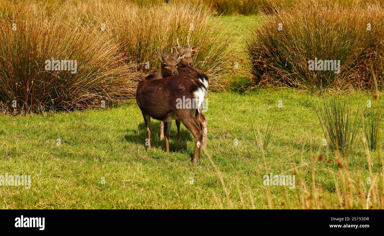 Sika-Hirschherde während der Furche Stockfoto