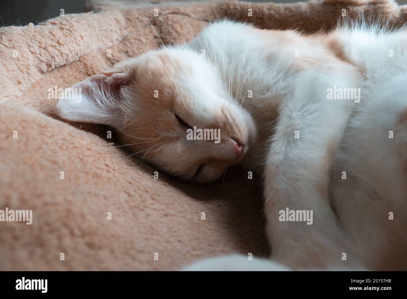 Süßes verschlafenes Kätzchen, entspannend auf Hängematten Bett Stockfoto