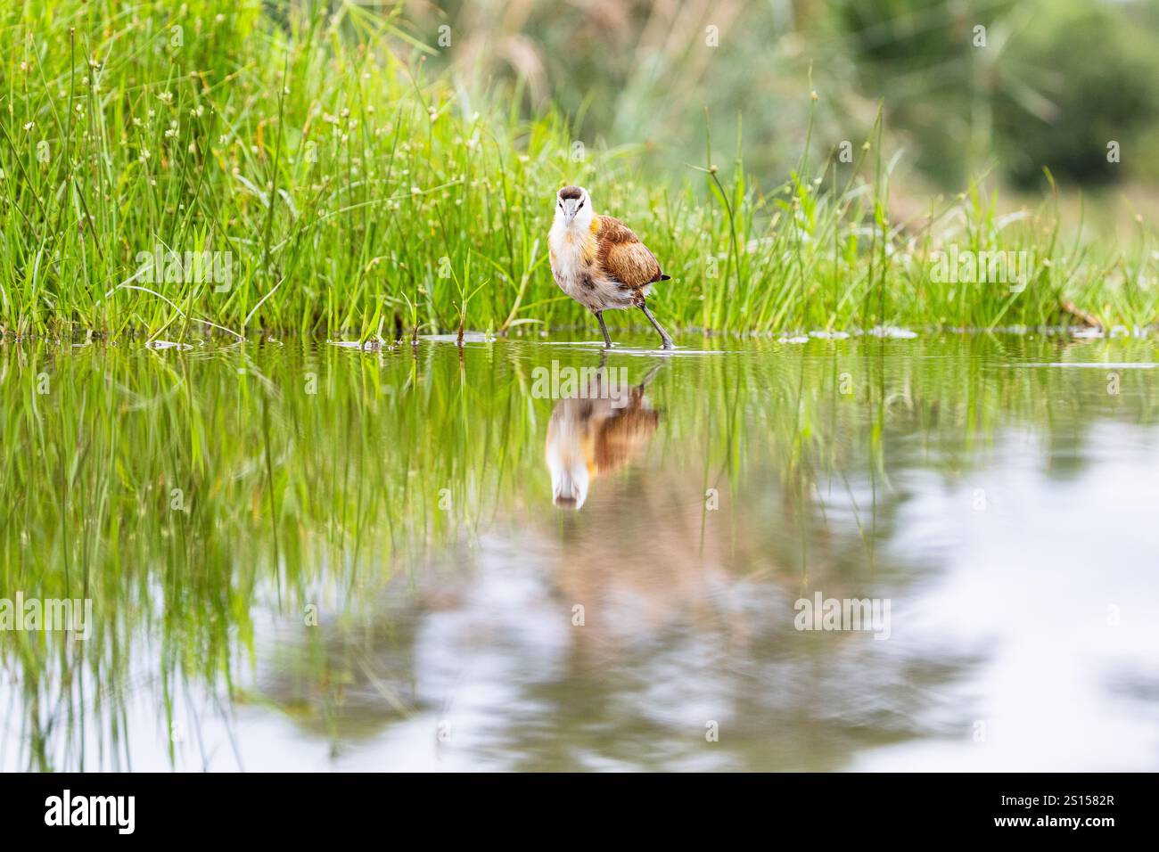 Afrikanisches Jacana (Actophilornis africanus), Zimanga, Südafrika, Jugendliche Stockfoto