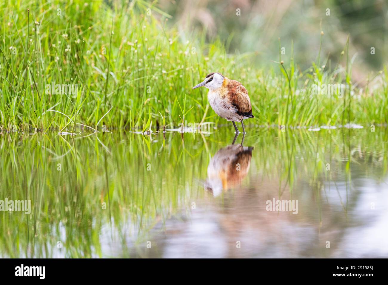 Afrikanisches Jacana (Actophilornis africanus), Zimanga, Südafrika, Jugendliche Stockfoto