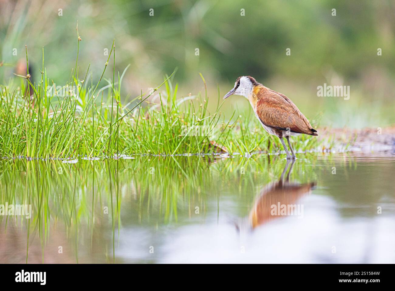 Afrikanisches Jacana (Actophilornis africanus), Zimanga, Südafrika, Jugendliche Stockfoto