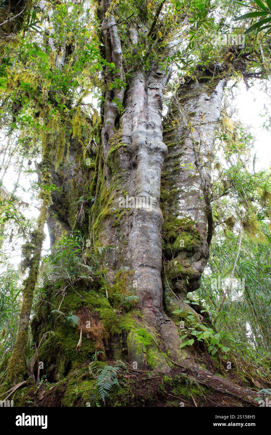 Riesiger Baum im Nebelwald, Nationalpark Los Quetzales, Cerro de la Muerte, Costa Rica. Stockfoto