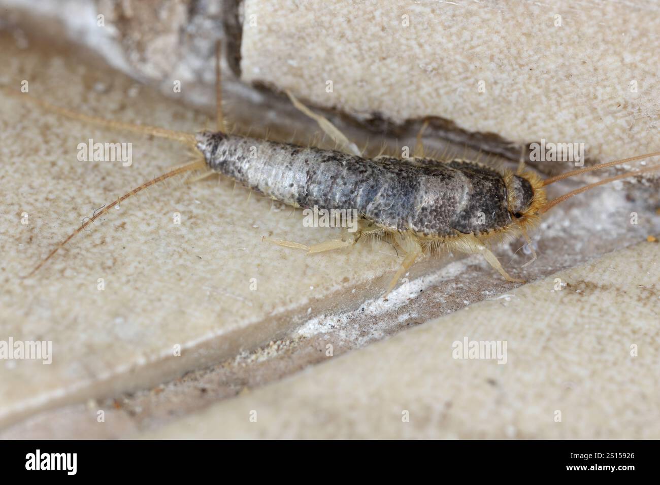 Paperfish, Ctenolepisma longicaudatum auf dem Badezimmerboden. Stockfoto