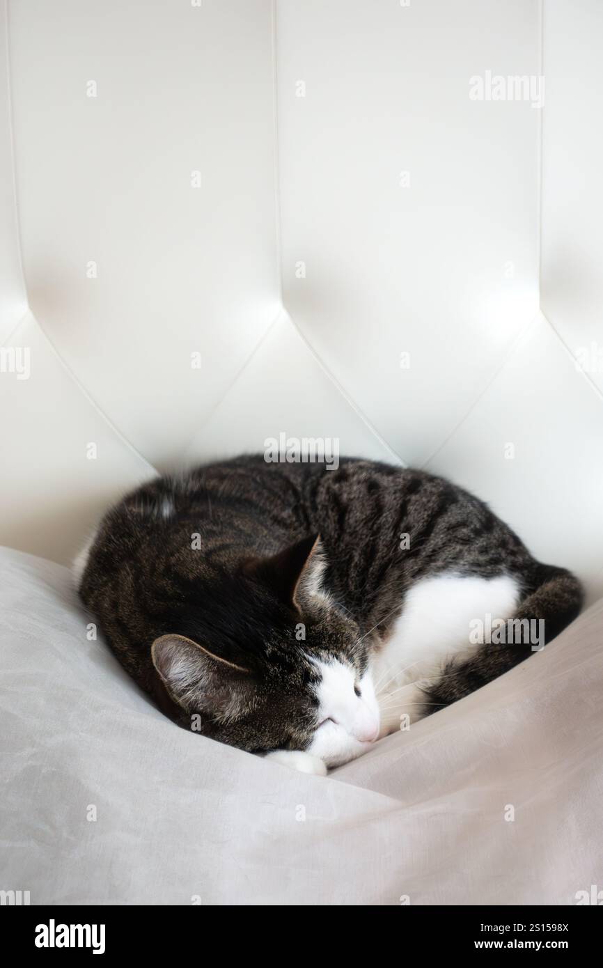 Niedliche Tabbykatze, die auf weißen Kissen schläft und in einem bequemen, weichen Bett ein Nickerchen macht Stockfoto