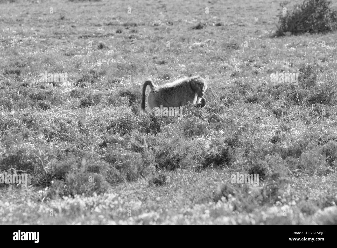 Südafrika Stockfoto