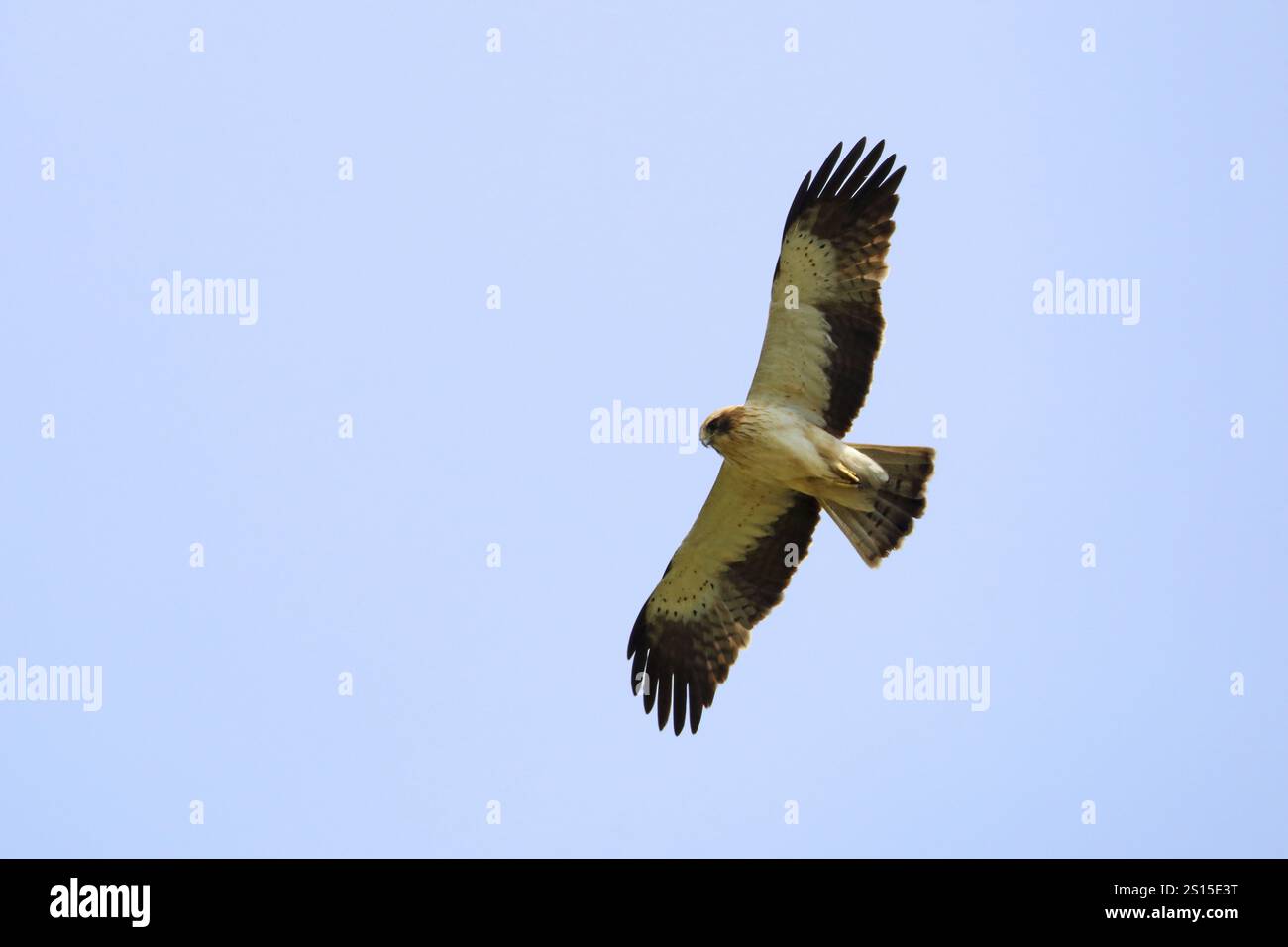 Zweifleckenadler, Hieraaetus pennatus Stockfoto