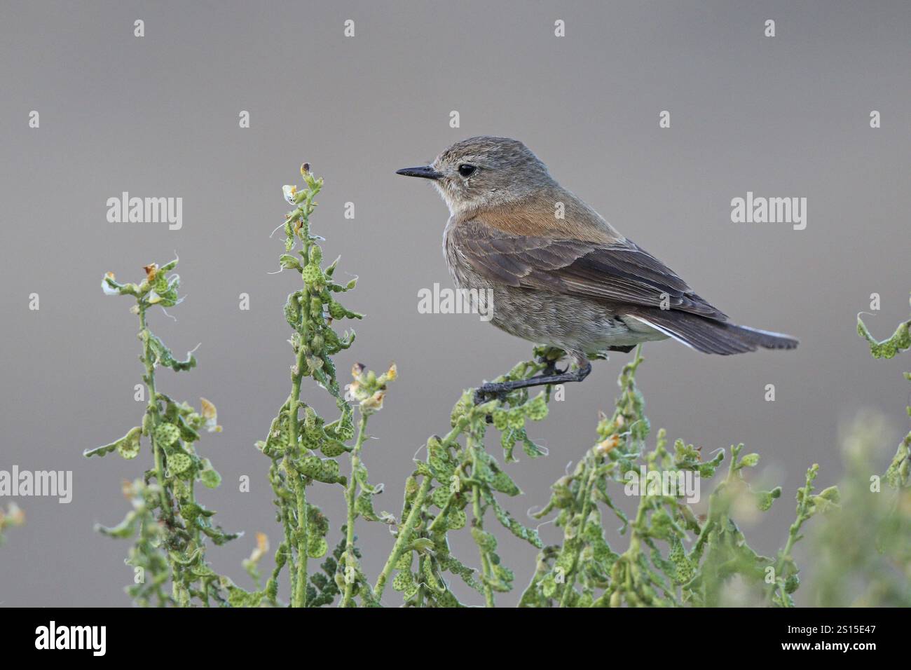 Angespornter Tyrann, Lessonia rufa, Patagonien, Argentinien, Südamerika Stockfoto