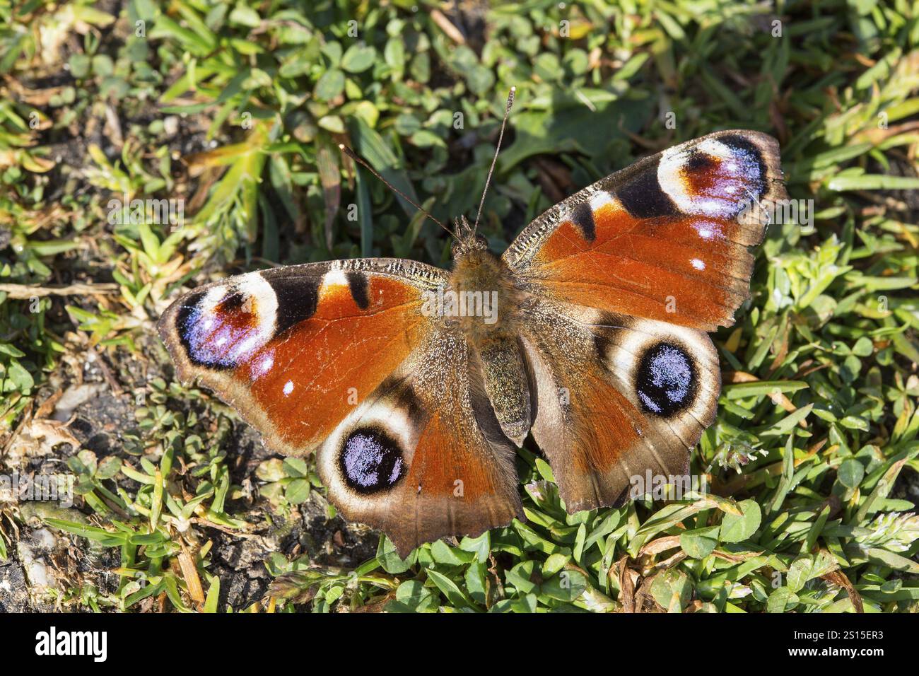 Tagpfauenauge, Nymphalis io Stockfoto