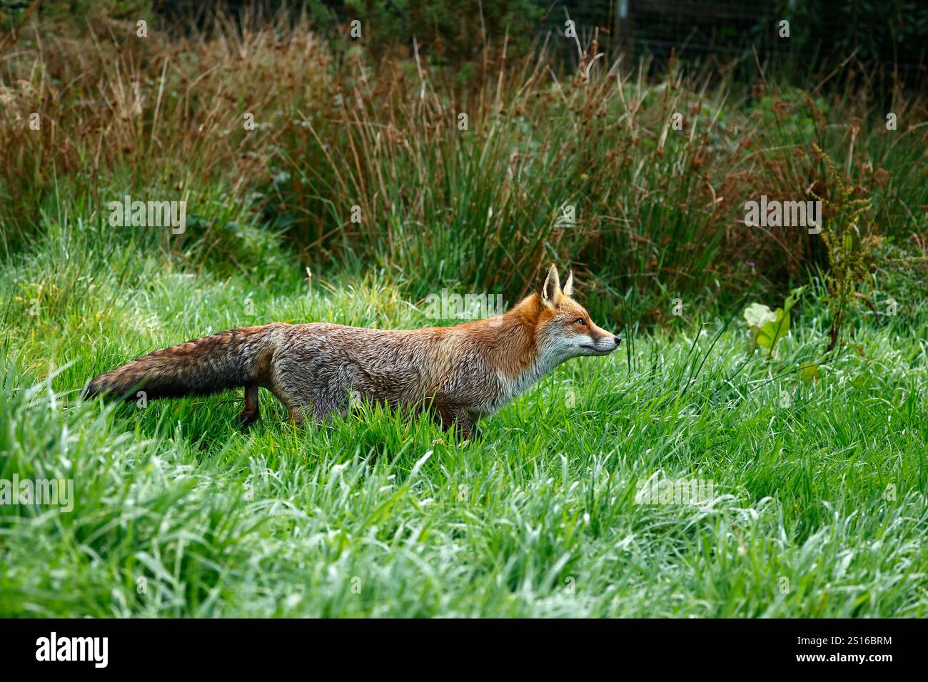 Unser wunderschöner, gerissener Roter Fuchs Stockfoto