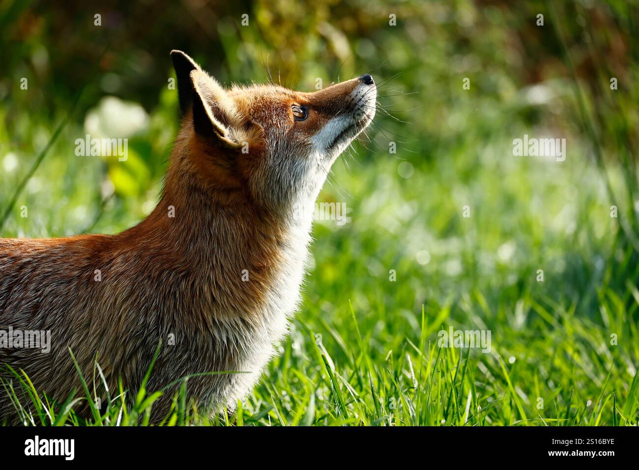 Unser wunderschöner, gerissener Roter Fuchs Stockfoto