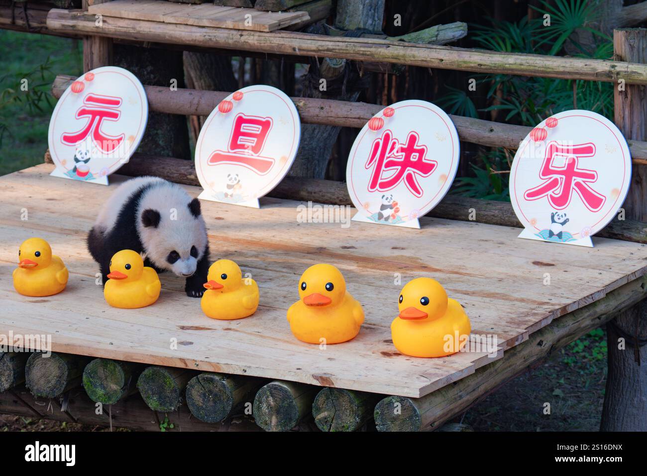 In Chongqing, China, schickt der riesige Panda „Qisanmei“ am 1. Januar 2024 ihre Neujahrsgrüße 2025 im Chongqing Zoo. (Foto: Costfoto/NurPhoto) Stockfoto