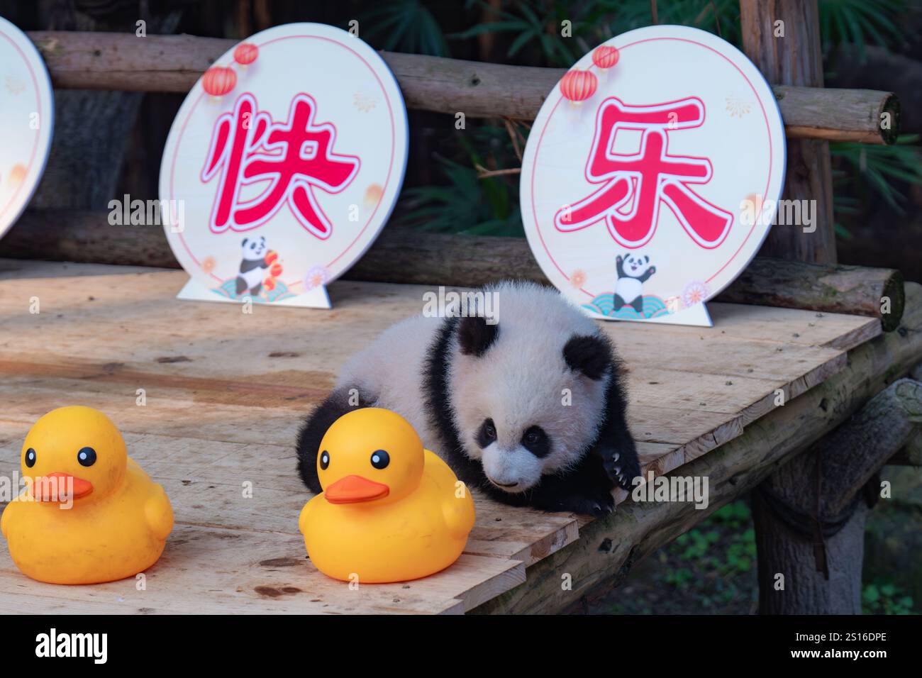 In Chongqing, China, schickt der riesige Panda „Qisanmei“ am 1. Januar 2024 ihre Neujahrsgrüße 2025 im Chongqing Zoo. (Foto: Costfoto/NurPhoto) Stockfoto