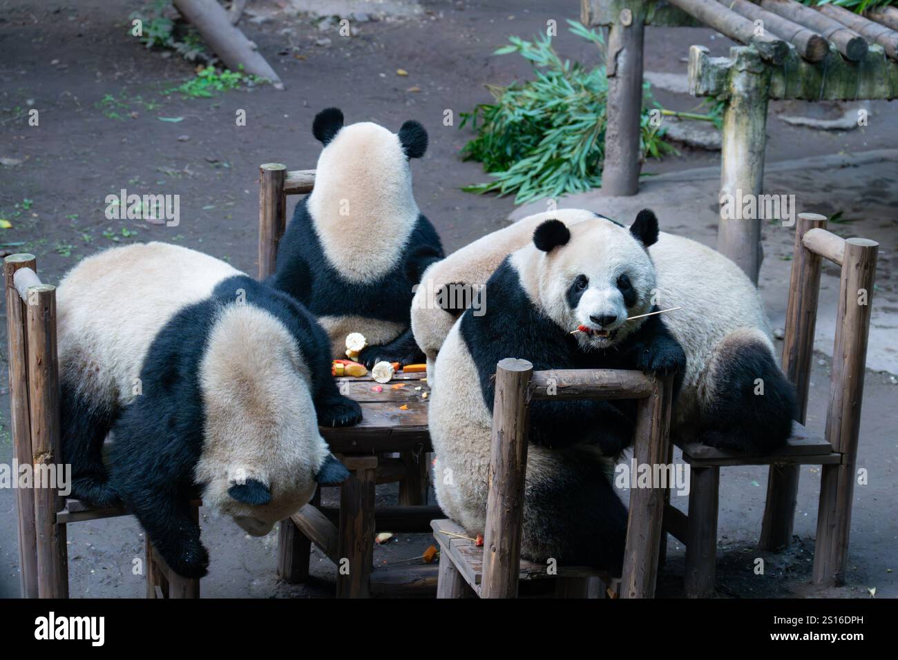 Das Bild zeigt riesige Pandas, die am 1. Januar 2024 im Chongqing Zoo in Chongqing, China, zu einer Mahlzeit sitzen. (Foto: Costfoto/NurPhoto) Stockfoto