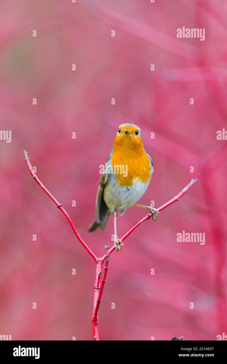 Europäischer robin Erithacus rubecula, Erwachsener auf Hartholzzweig, Suffolk, England, Dezember Stockfoto