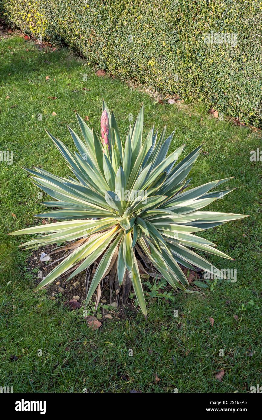 Yucca Gloriosa variegata Stockfoto