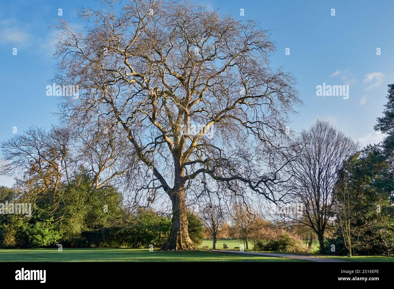 London Plane Tree, Platanus, RSC Gardens, Stratford upon Avon, England, UK Stockfoto