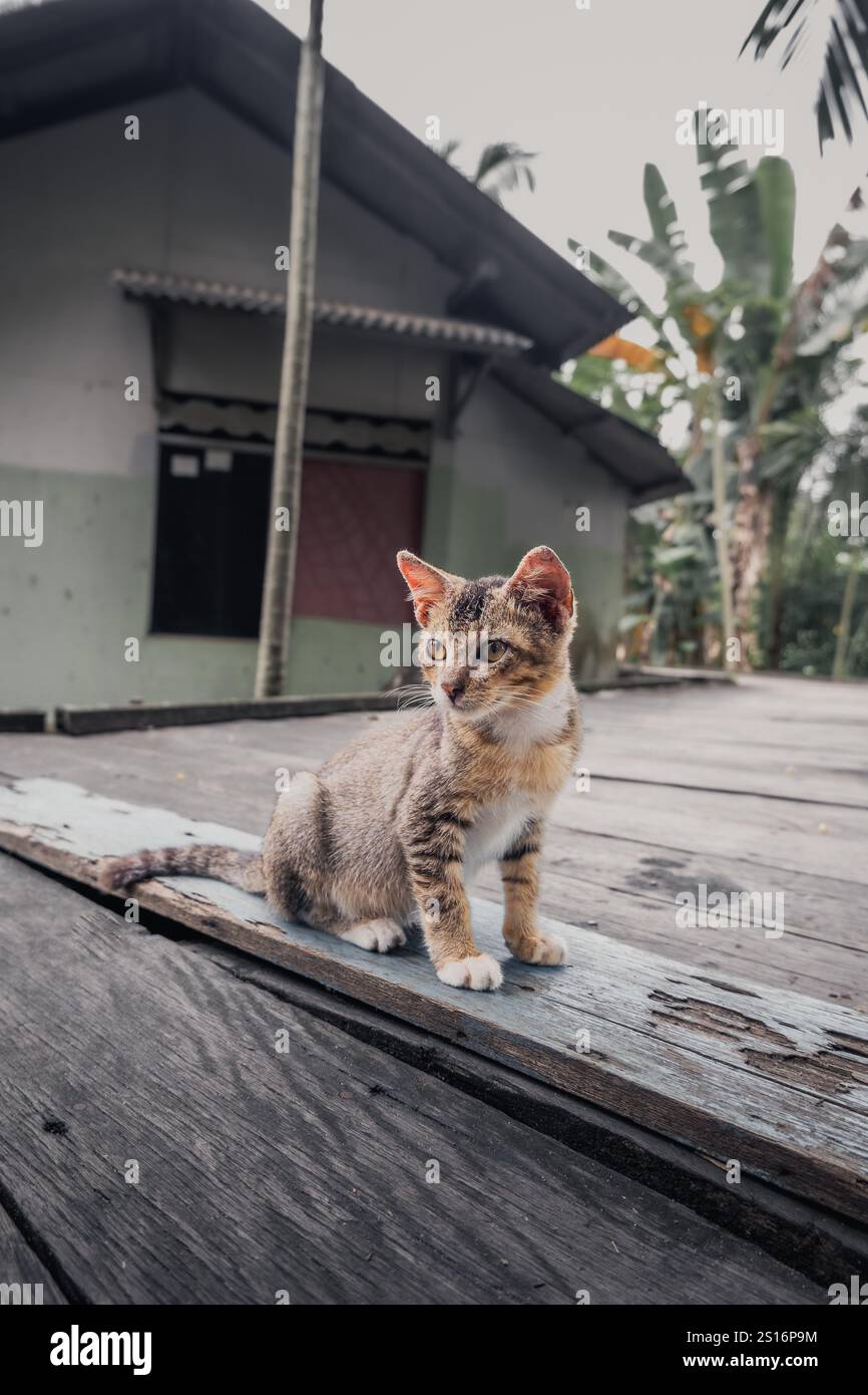 Kätzchen, die im Hof herumlaufen Stockfoto
