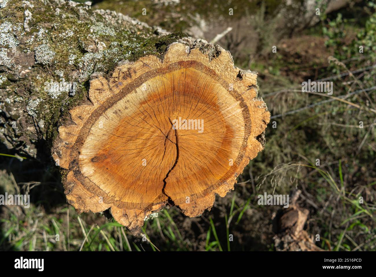 Ein detaillierter Querschnitt eines Korkeichen-Stammes mit seinen Wachstumsringen und rauer Rinde. Der Baum ist Teil einer iberischen Schweinefarm, wo Eicheln Ar Stockfoto