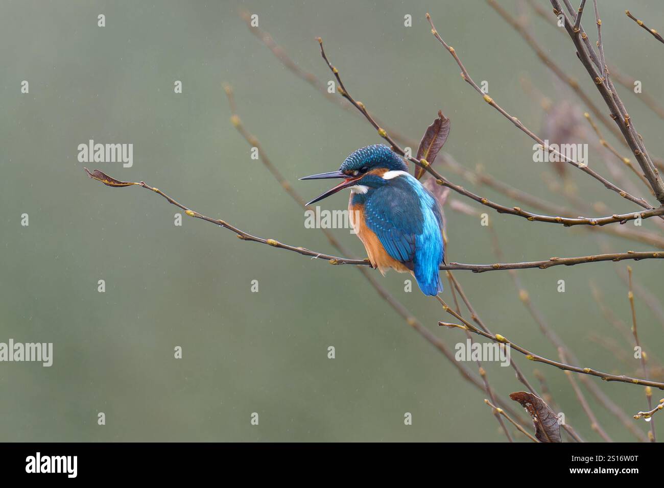 Der männliche Eisvogel-Alcedo atmet das. Stockfoto