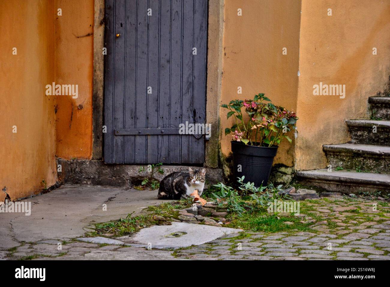 Lyon, Frankreich - 11. November 2021 : Fokus auf eine Katze, die auf einem Hof installiert ist. Er scheint vor seinem Haus zu stehen. Er beobachtet einen Vogel. Stockfoto