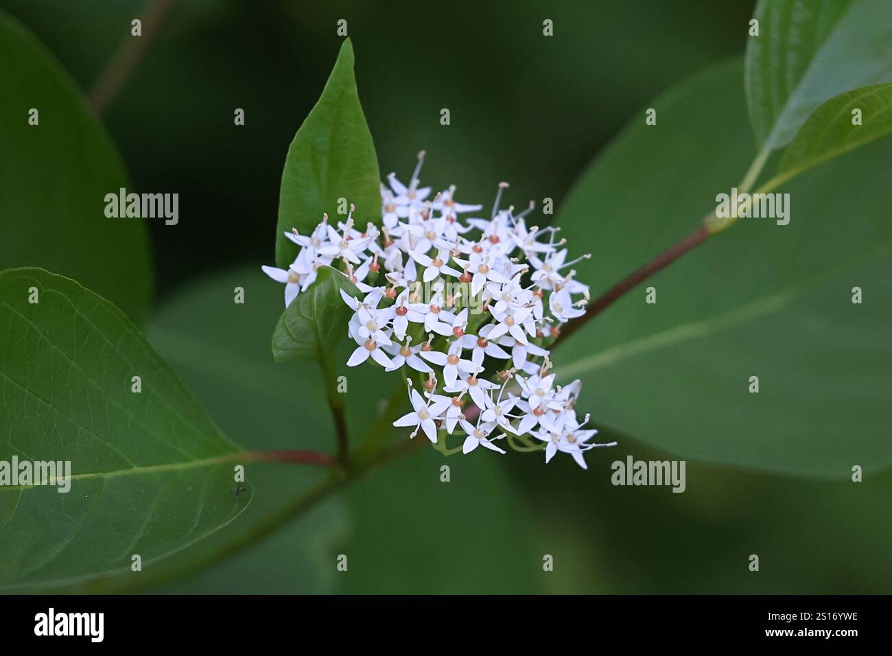 Sibirischer Hartholz, Cornus alba, auch bekannt als tatarischer Hartholz oder roter Hartholz, invasiver Sträucher aus Finnland Stockfoto