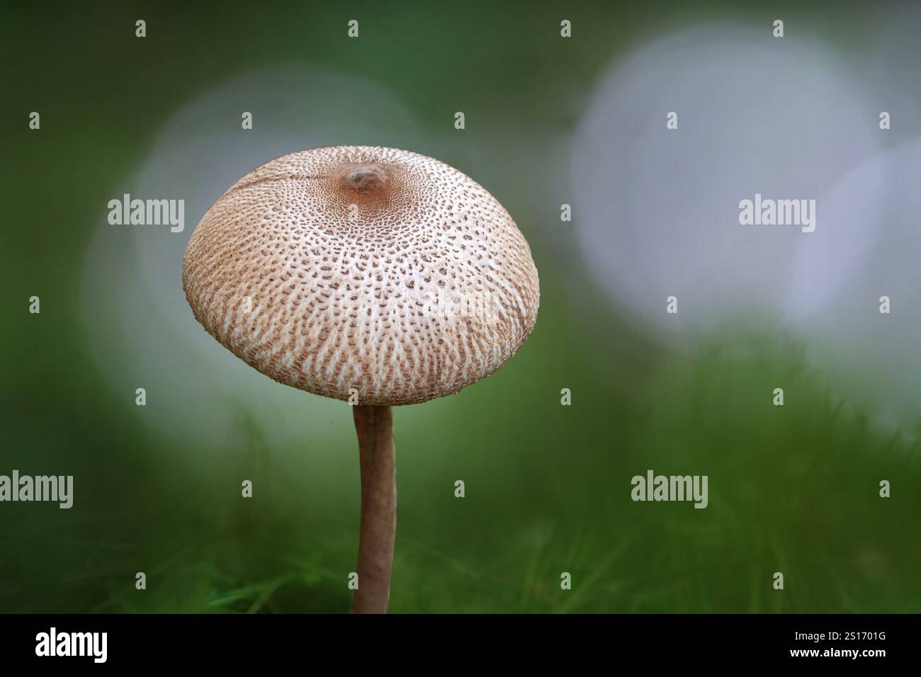 Der Parasolpilz (Macrolepiota procera oder Lepiota procera), ein Pilz mit einem großen, ausgeprägten Fruchtkörper, hat einen medizinischen Wert Stockfoto