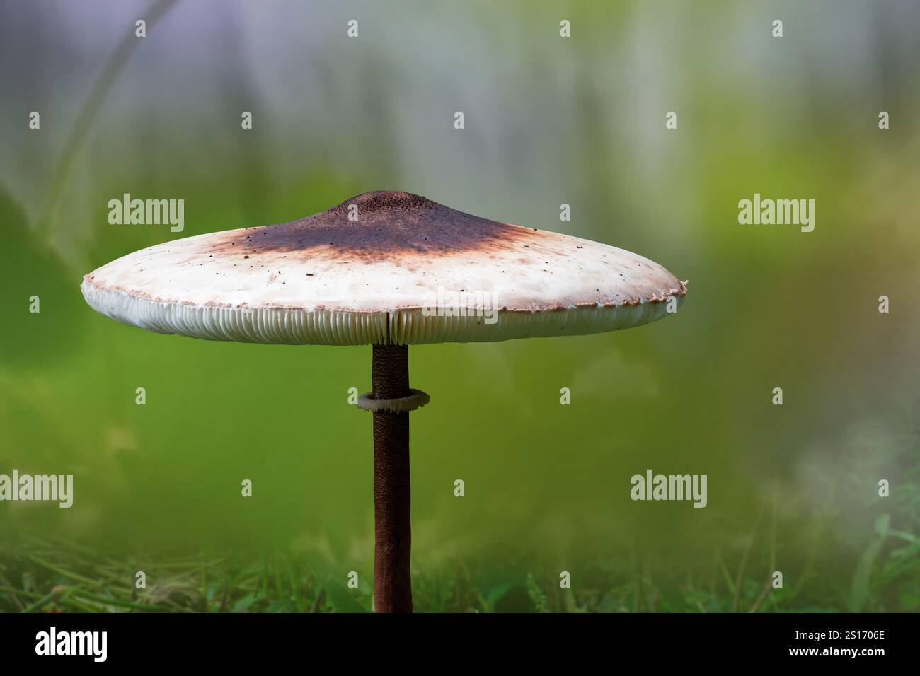 Der Parasolpilz (Macrolepiota procera oder Lepiota procera), ein Pilz mit einem großen, ausgeprägten Fruchtkörper, hat einen medizinischen Wert Stockfoto