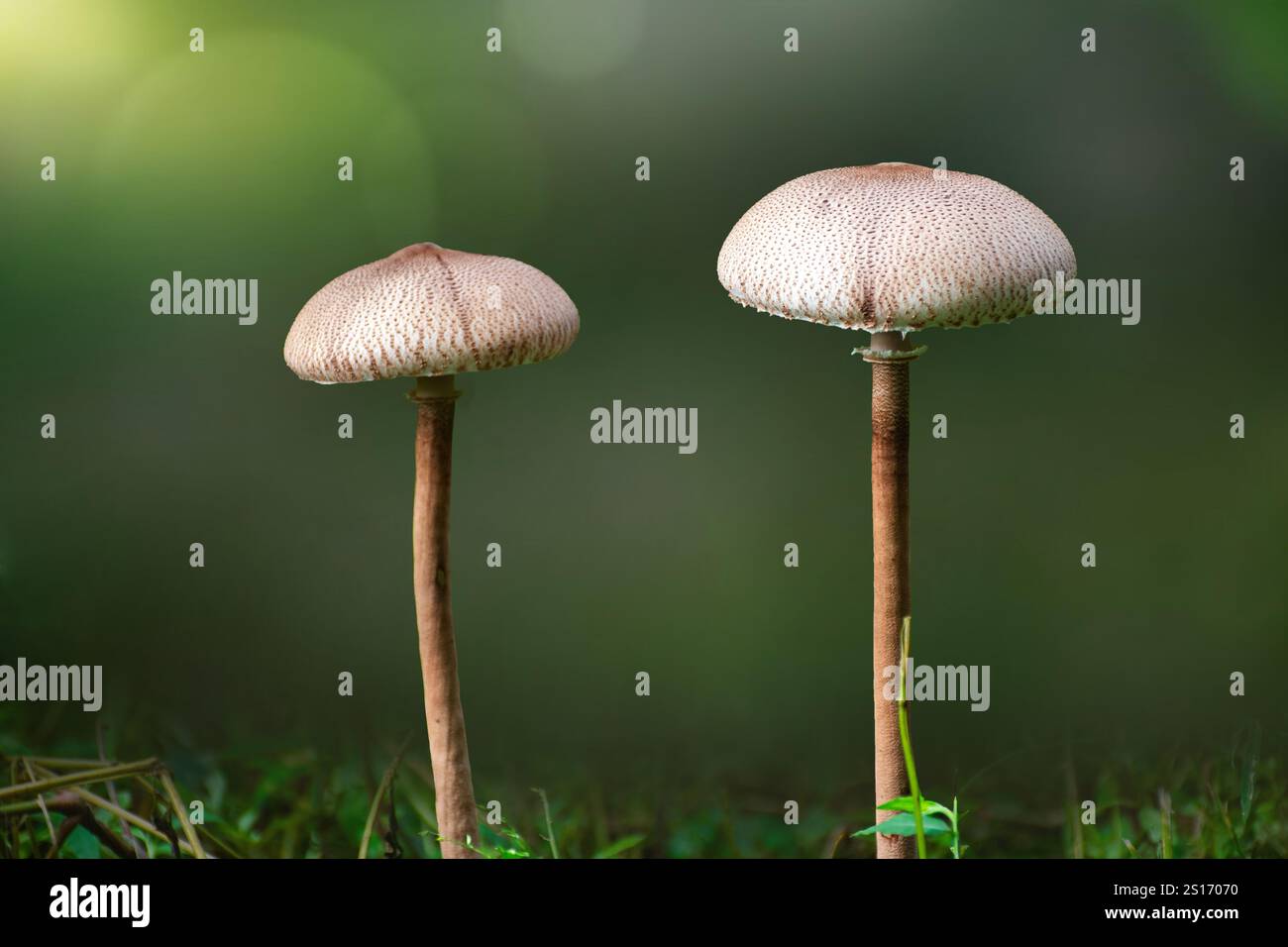 Der Parasolpilz (Macrolepiota procera oder Lepiota procera), ein Pilz mit einem großen, ausgeprägten Fruchtkörper, hat einen medizinischen Wert Stockfoto