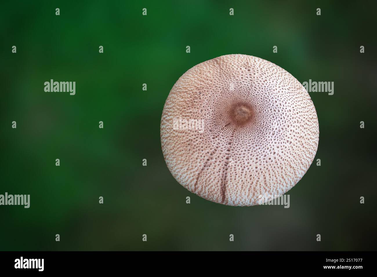 Der Parasolpilz (Macrolepiota procera oder Lepiota procera), ein Pilz mit einem großen, ausgeprägten Fruchtkörper, hat einen medizinischen Wert Stockfoto