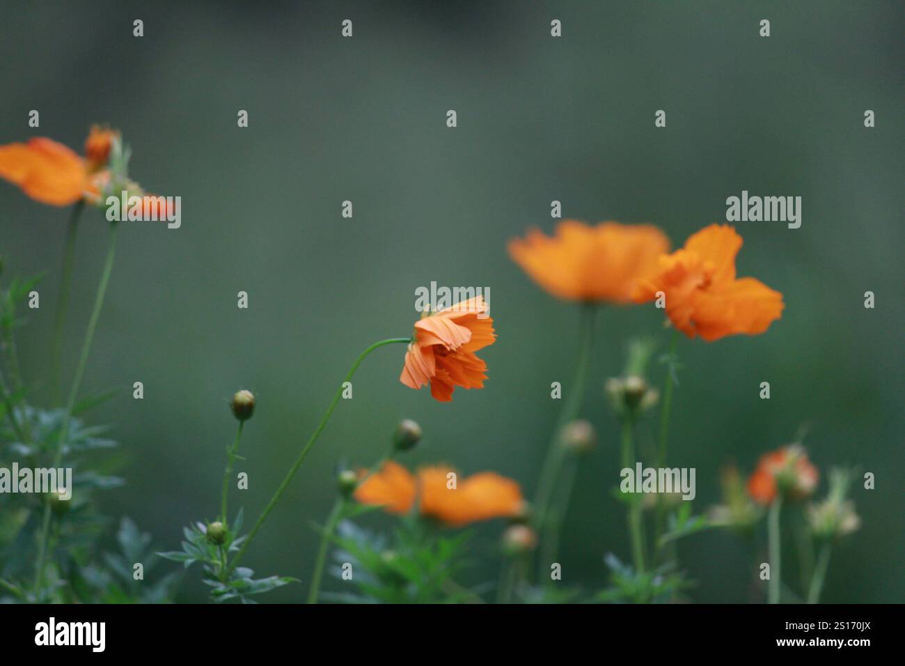 Gelbe Blume in Sri Lanka Stockfoto