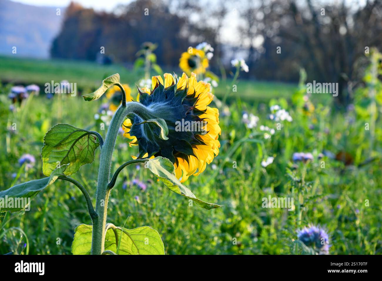 Sonnenblumen im Abendlicht Stockfoto