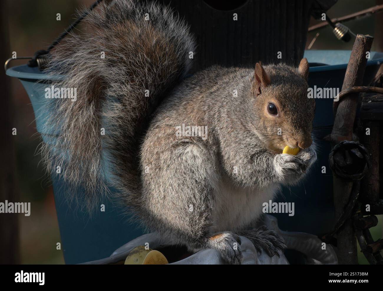 Ein Eichhörnchen auf dem Hinterhof-Deck. Stockfoto